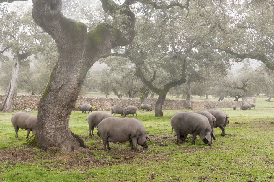 🐷 Cerdo Ibérico Granja: ¡la mascota gourmet que estabas buscando!